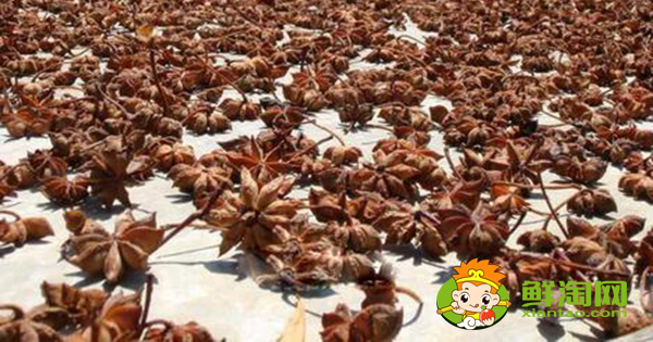 青八角可以直接晒干吗,大料怎么处理最香