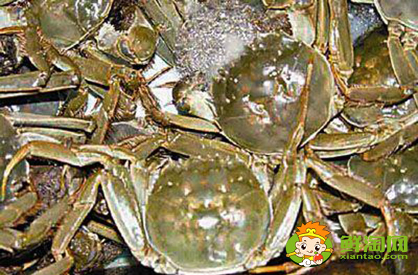 黄河口大闸蟹又称什么,黄河口大闸蟹特点