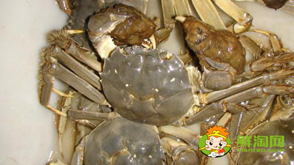 黄河口大闸蟹又称什么,黄河口大闸蟹特点