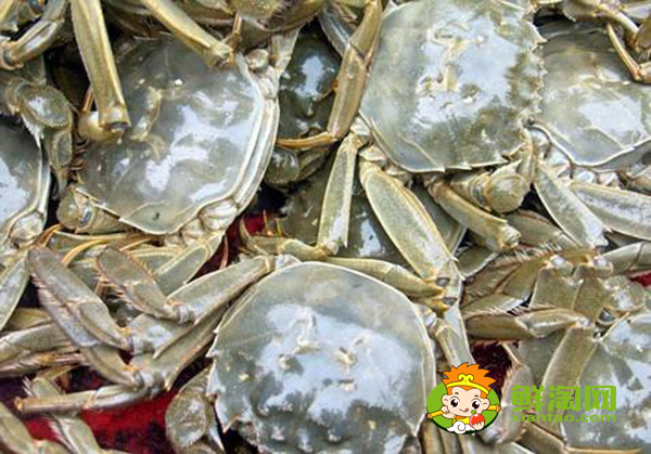 黄河口大闸蟹又称什么,黄河口大闸蟹特点