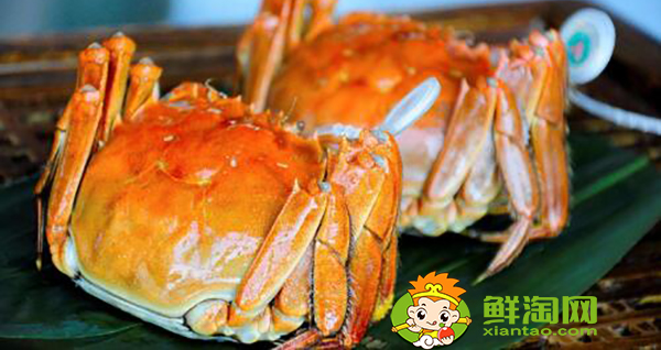 阳澄湖大闸蟹批发市场地址,阳澄湖大闸蟹批发哪个市场便宜