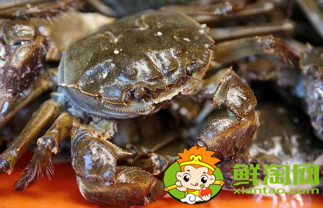 大闸蟹几月份上市,大闸蟹最大的有多少种
