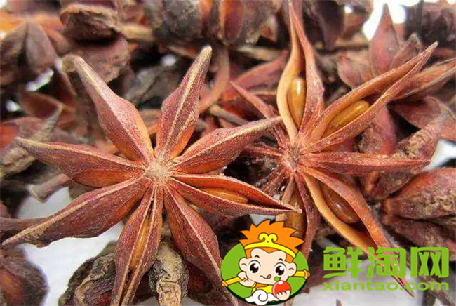 假八角叫什么名字,和八角类似的叫什么