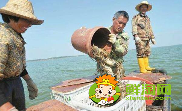 梁子湖大闸蟹怎么样,梁子湖大闸蟹养殖基地