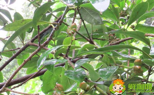 八角几月份种,八角种几年开始结果