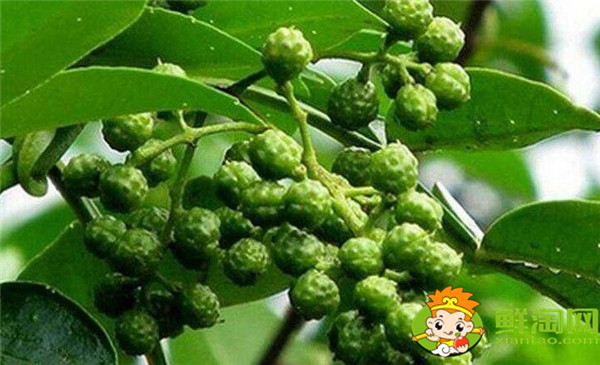 青花椒与藤椒区别,藤椒和青花椒哪个麻