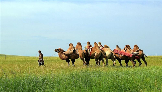 骆驼奶粉哪里有卖一桶价多少,进口骆驼奶粉的价格