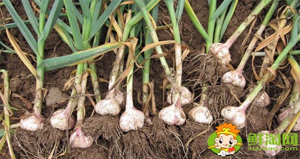 大蒜发芽能吃吗,大蒜种植时间和方法
