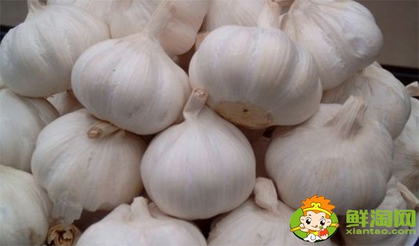 金乡大蒜最新价格,一九年下半年大蒜行情