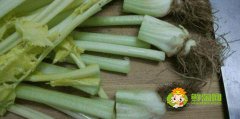 怎样清洗芹菜的农药残留,清洗芹菜时能用水煮一下吗