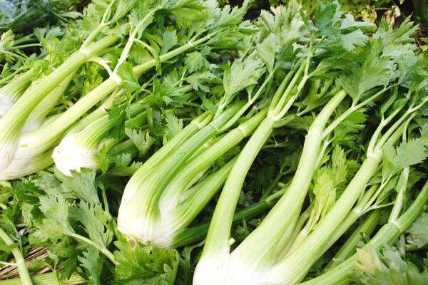 为什么有些人喜欢吃芹菜,今年的芹菜为什么便宜了