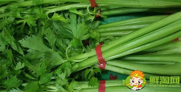 山东芹菜的主要产地在哪,芹菜基地哪里最便宜