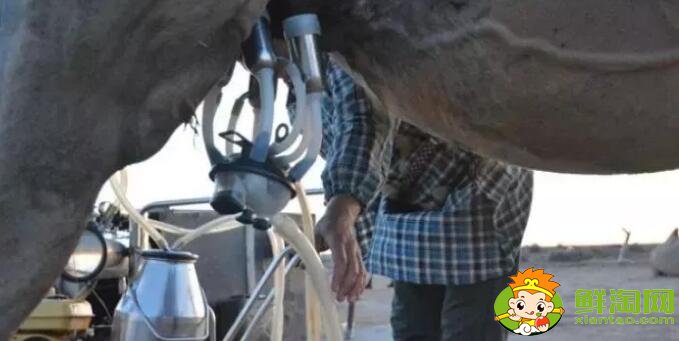 驼奶是什么,为什么驼奶那么贵