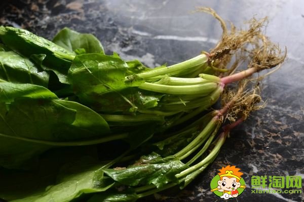 菠菜根色是什么颜色,葱和菠菜的根有什么不同