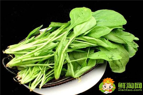 菠菜的食用部分属于叶吗,菠菜根吃了有什么好处