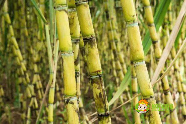 黑皮甘蔗好还是黄皮,黑皮、黄皮各有好处