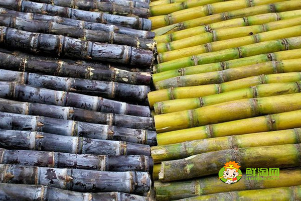 黑皮甘蔗好还是黄皮,黑皮、黄皮各有好处