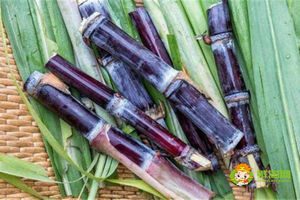 黑皮甘蔗是凉性还是热性,黑皮甘蔗偏凉不适合体内虚寒的人吃