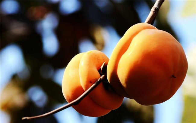 吃完柿子不能吃什么,柿子和红薯一起吃会导致胃溃疡