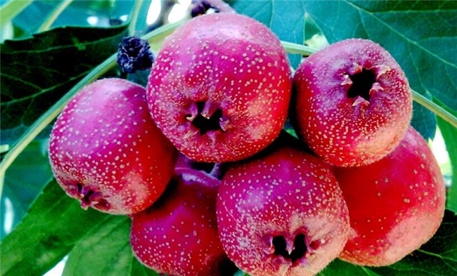 吃完柿子不能吃什么,柿子和红薯一起吃会导致胃溃疡