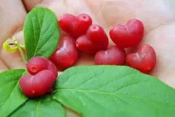 杈杷果的功效与作用,杈把果的产地