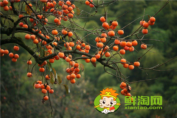 陕西柿子哪里比较有名，什么品种的脆柿子好吃