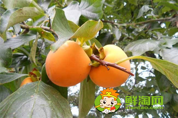 陕西柿子哪里比较有名，什么品种的脆柿子好吃