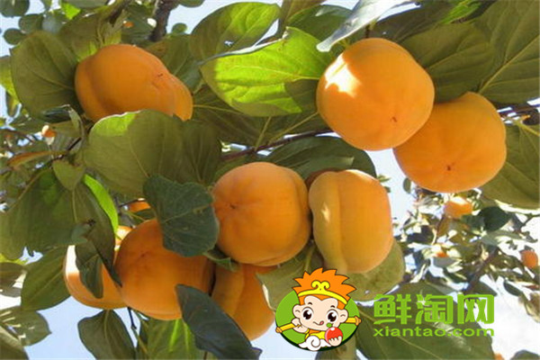 柿子饼怎么做,这样做的柿子饼最好吃,你学会了吗