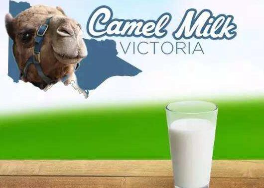 国产驼奶和进口驼奶区别,中国驼奶有哪些品牌