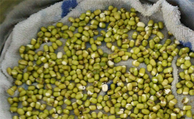 在家自己生绿豆芽怎么生,绿豆芽怎么生效果好(避光保湿)