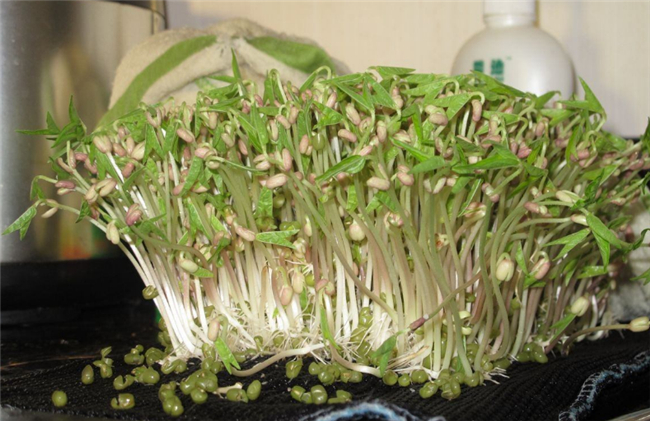 在家自己生绿豆芽怎么生,绿豆芽怎么生效果好(避光保湿)