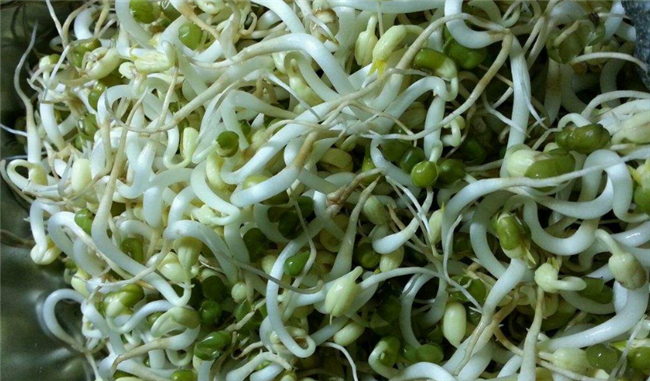 在家自己生绿豆芽怎么生,绿豆芽怎么生效果好(避光保湿)