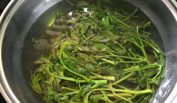 春芽怎么腌怎么做
