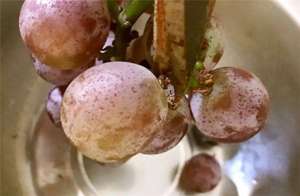 葡萄怎么洗才干净,葡萄上的白怎么洗干净
